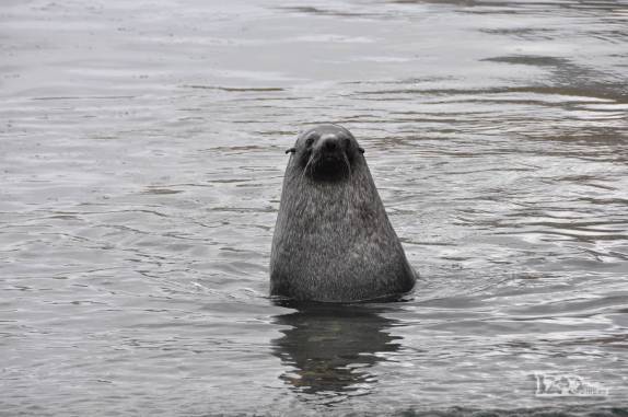 Um lobo marinho nada nas águas geladas de Stromness, na Geórgia do Sul